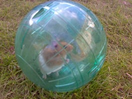 Hamster_In_A_Ball_(4055106363)